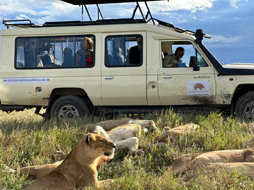 safari