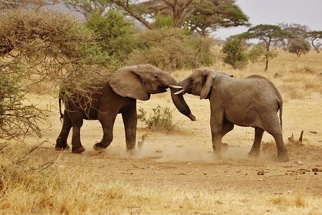 safari